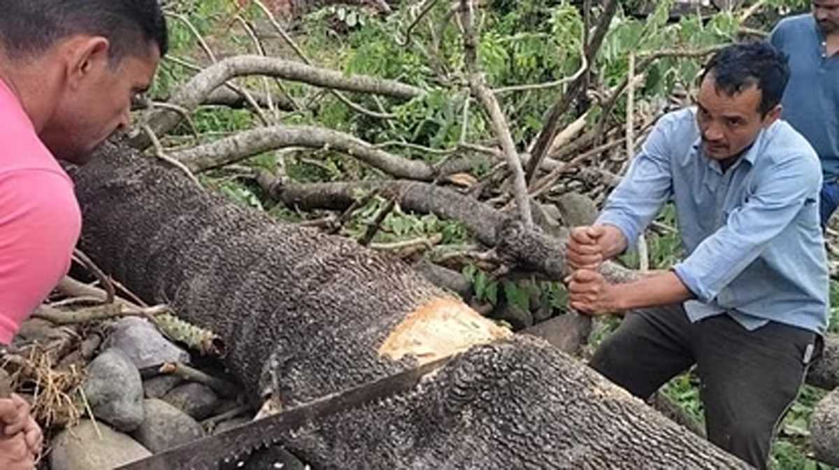 उत्तराखंड में पेड़ों के अवैध कटान को संज्ञेय अपराध घोषित किया जाए : हाईकोर्ट